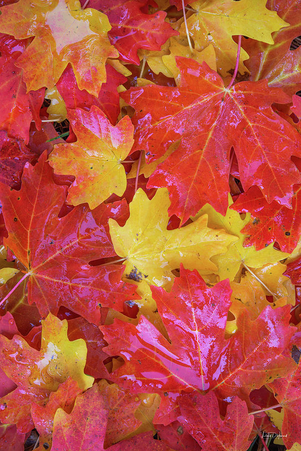 Mountain Maple Leaves in Autumn 2 Photograph by Leland D Howard