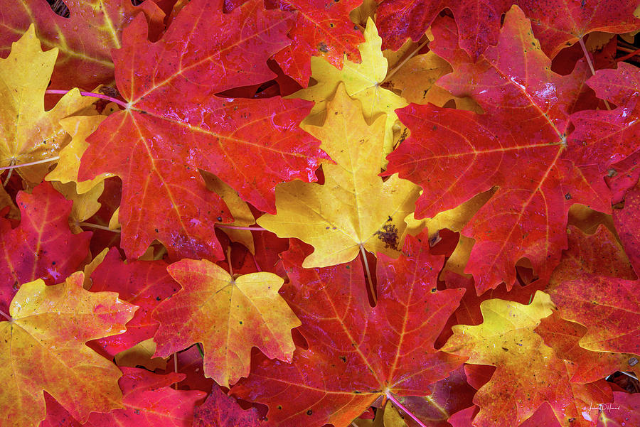 Mountain Maple Leaves in Autumn Photograph by Leland D Howard