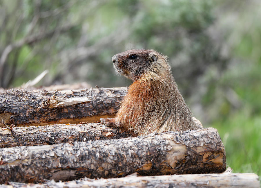 Mountain Marmot In Wood Photograph by Dan Sproul