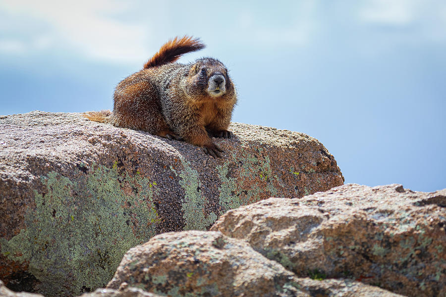 Mountain Marmot Photograph by Tim Stanley