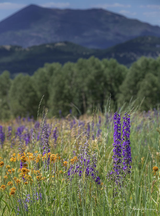 Mountain Meadow Blooms Photograph by Aaron Burrows