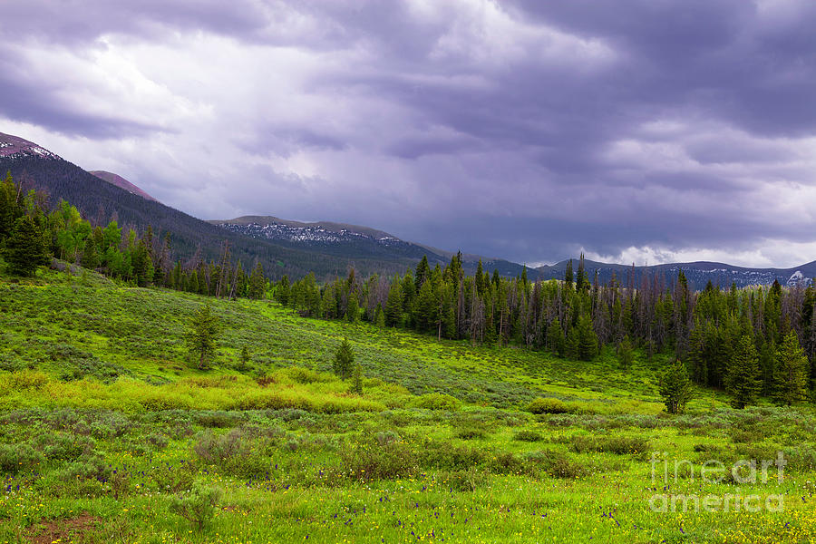 Mountain Meadow in North Park Photograph by Barbara Schultheis