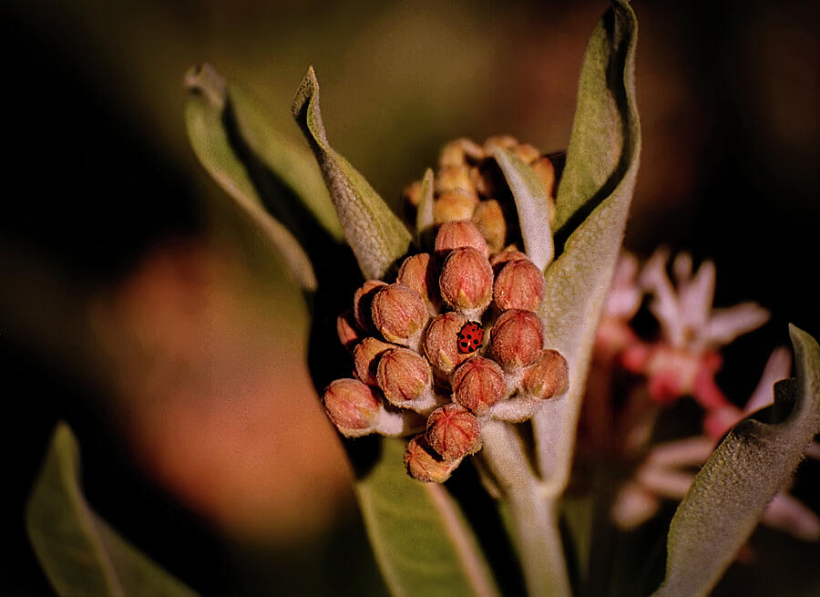 Mountain Milkweed Photograph by Rebecca Herranen Mountain Milkweed Photograph by Rebecca Herranen