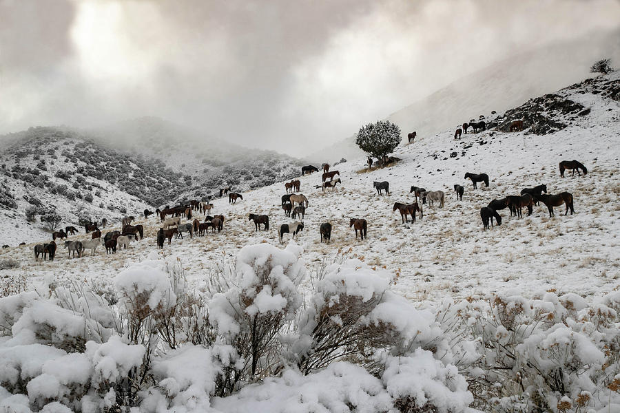 Winter Photograph - Mountain Mist by Kent Keller