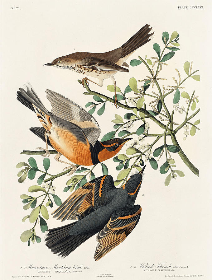 Mountain Mockingbird and Varied Thrush. John James Audubon Mixed Media by World Art Collective