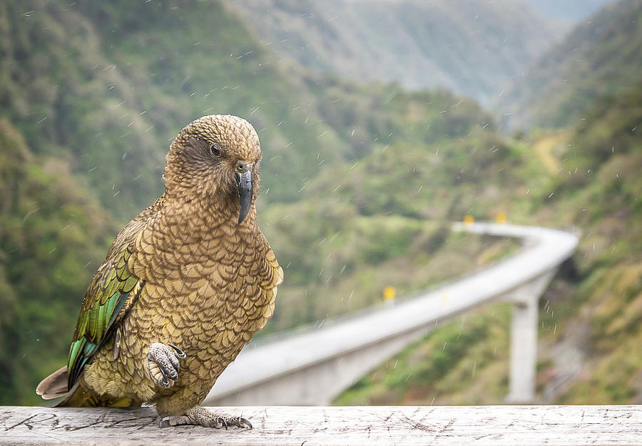 Mountain parrot Kea begging for food Photograph by Peter Kolejak
