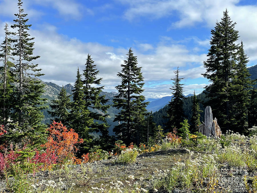 Mountain Pass Vista with Wildflowers and Fall Colors Photograph by Carol Groenen