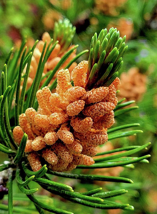 Mountain Pine Tree Photograph by Darrell MacIver - Fine Art America