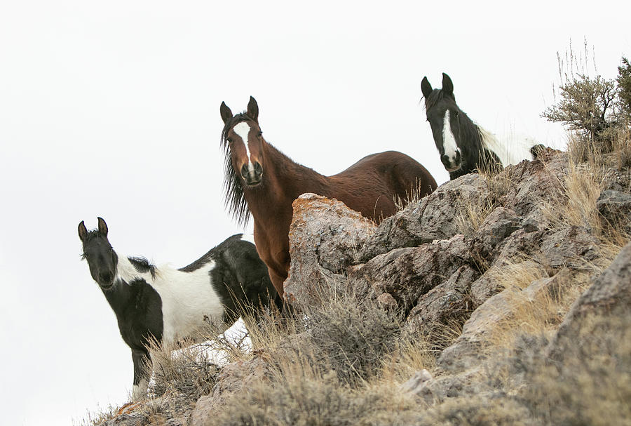 Mountain Ponies Photograph by Kent Keller