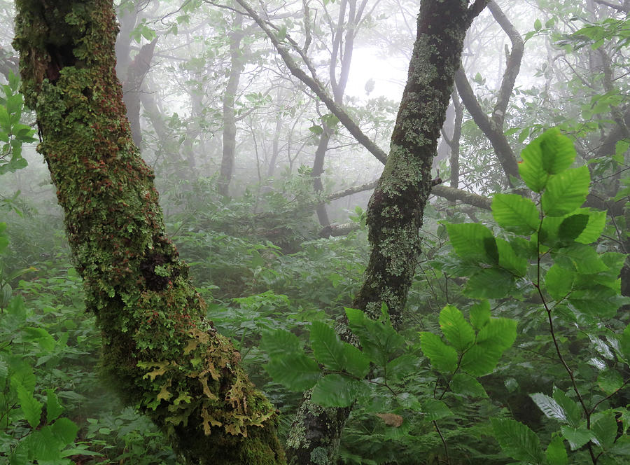 Mountain Rainforest Photograph by Joshua Bales