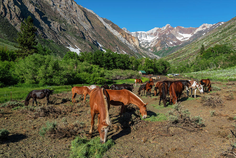 Mountain Ranch Horses Photograph by Scott Cunningham