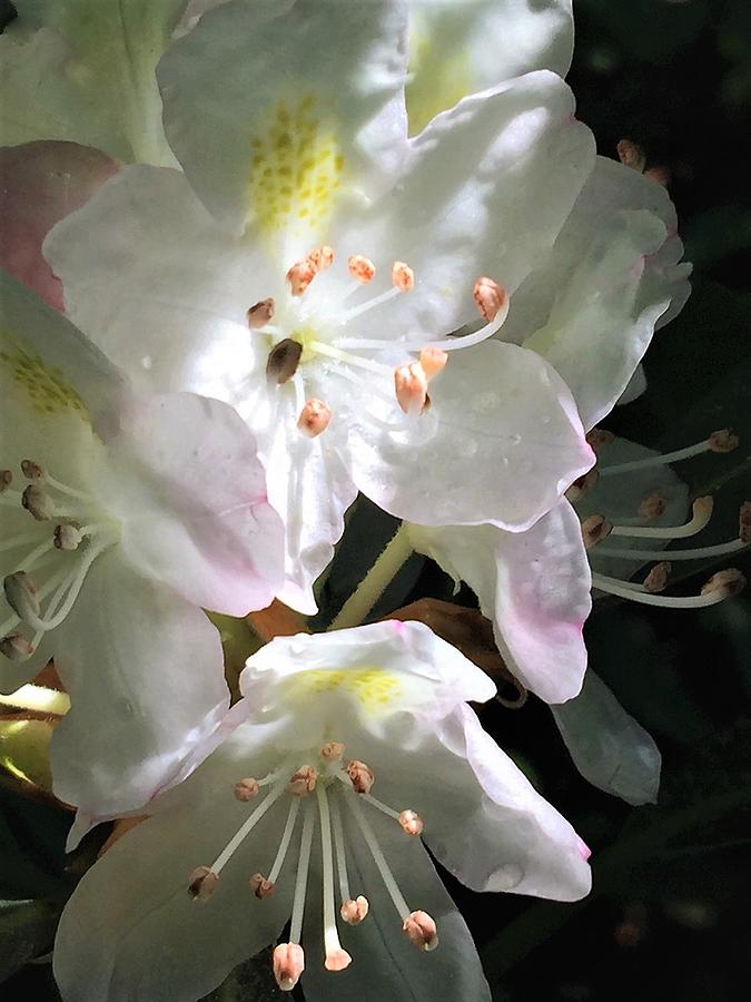 Mountain Rhododendron Photograph by Angela Davies