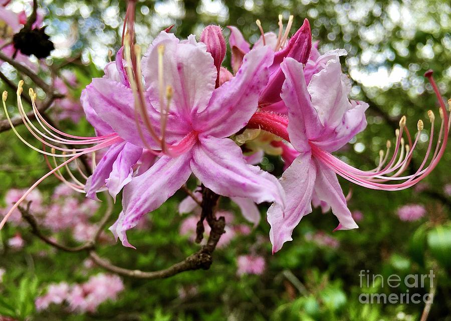 Mountain Rhododendron  Photograph by Eunice Warfel