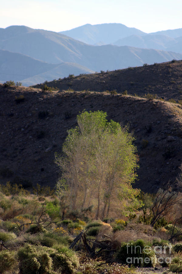 Mountain Ridges at the Coachella Valley Wildlife Preserve Photograph by Colleen Cornelius