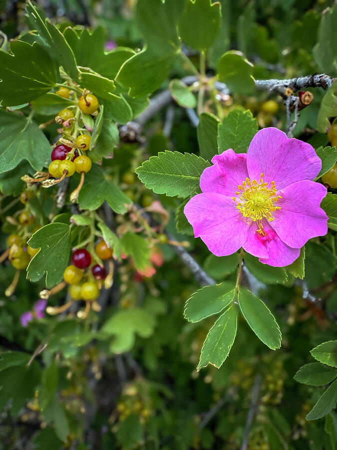 Mountain Rose and Berries by Debra Martz Photograph by Debra Martz ...