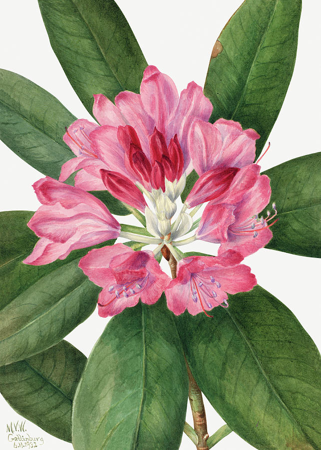 Mountain Rose Bay Rhododendron catawbiense 1932 by Mary Vaux Walcott Painting by Arpina Shop