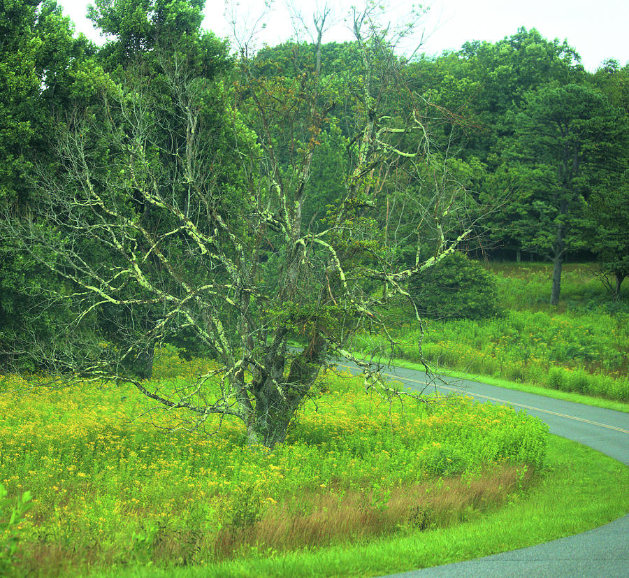 Mountain scene in the Blue Ridge Mountains of Virginia 69 Photograph by ...