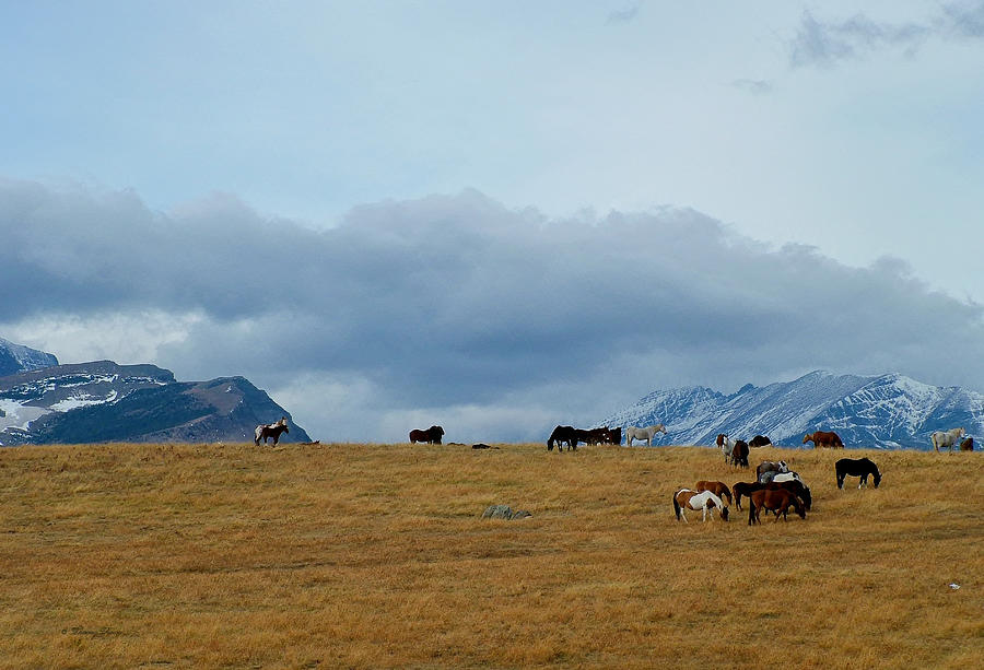 Mountain Scene with Grazing Horses Photograph by Tracey Vivar
