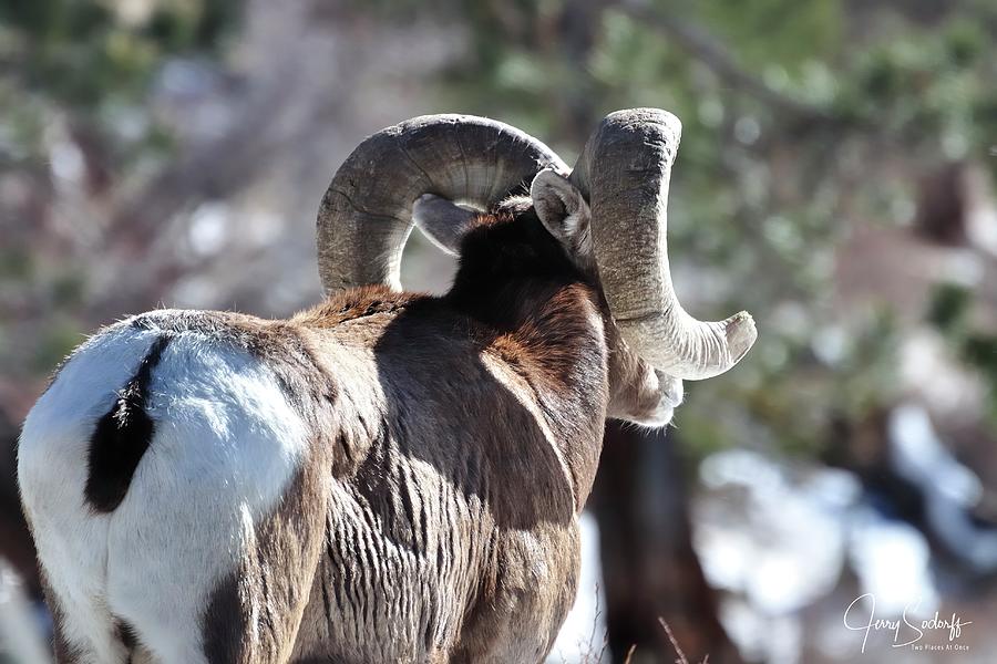 Mountain Sheep DS Photograph by Jerry Sodorff