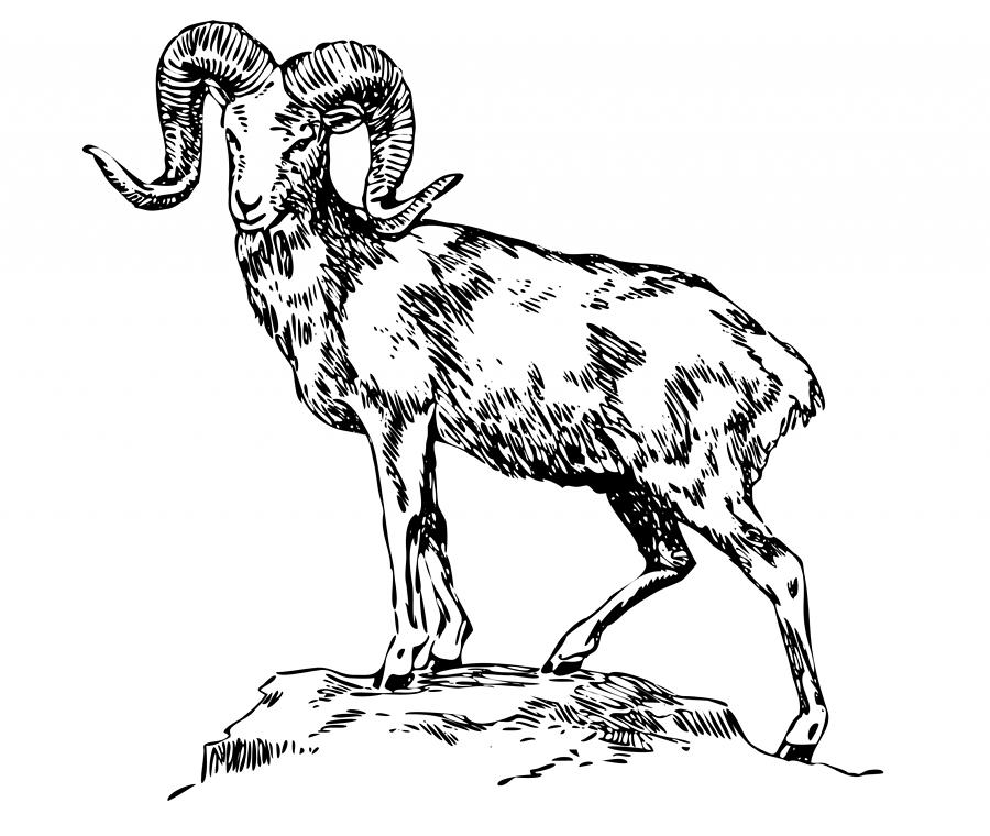 Mountain Sheep Illustration Clipart Photograph by Les Classics