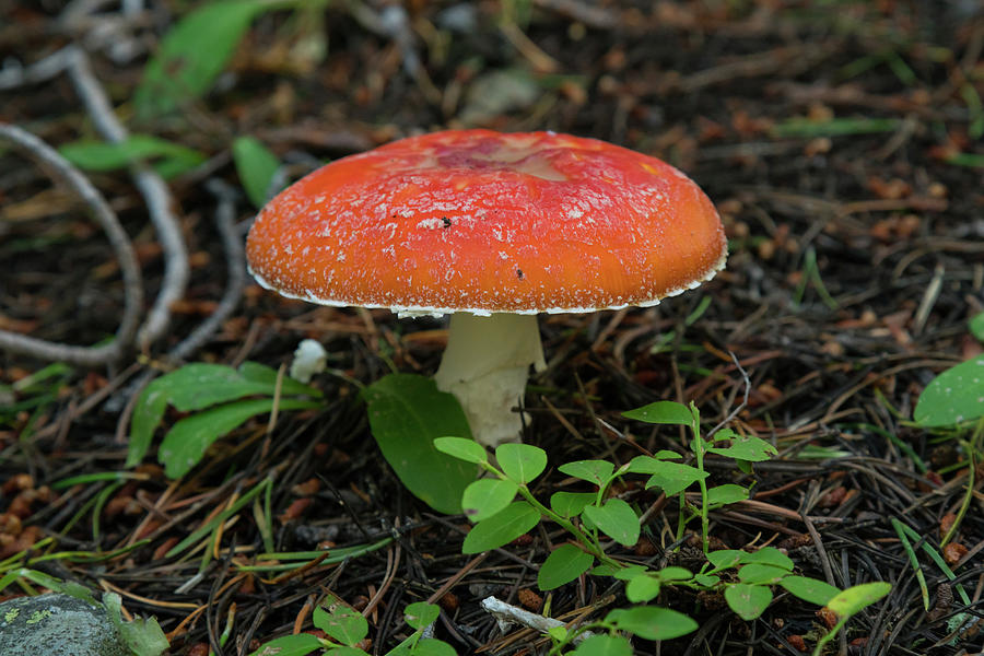 Mountain Shroom Photograph by James BO Insogna