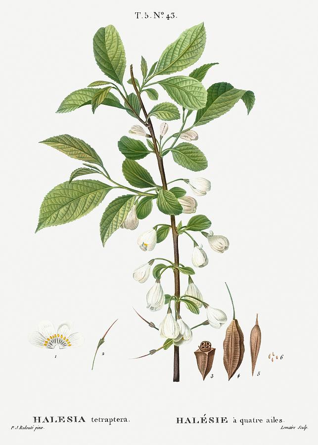 Nature Painting - Mountain silverbell Halesia tetrapterafrom Traite des Arbres et Arbustes que lon cultive en France e by Les Classics