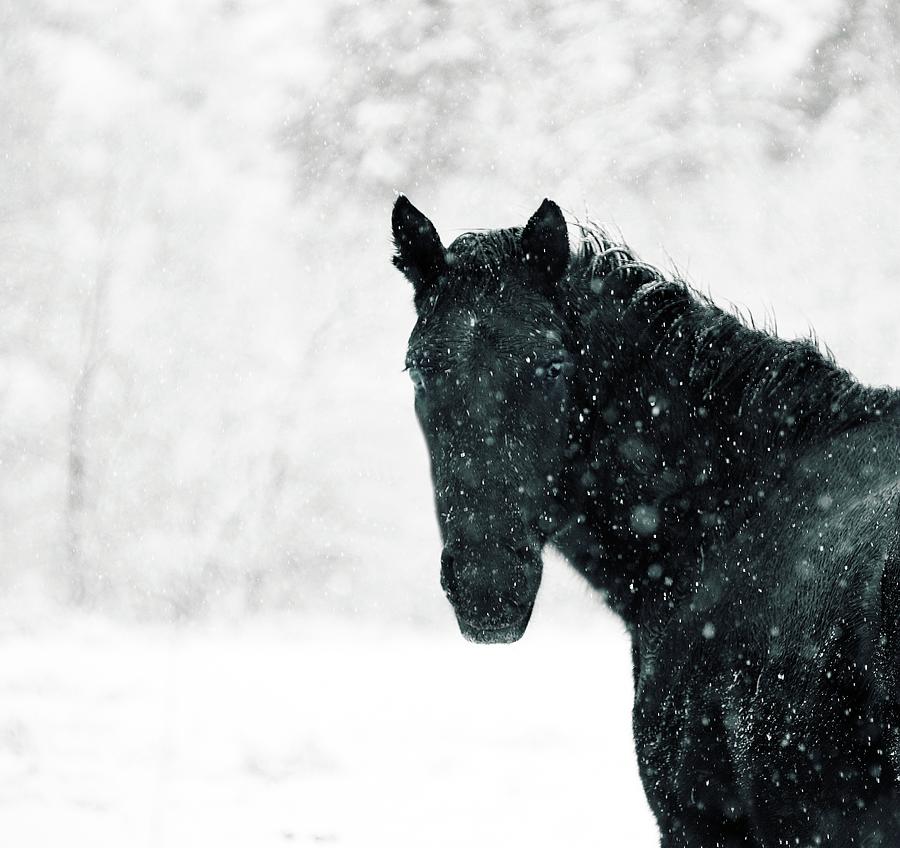 Mountain Snow Horse Photograph by Robin Dickinson