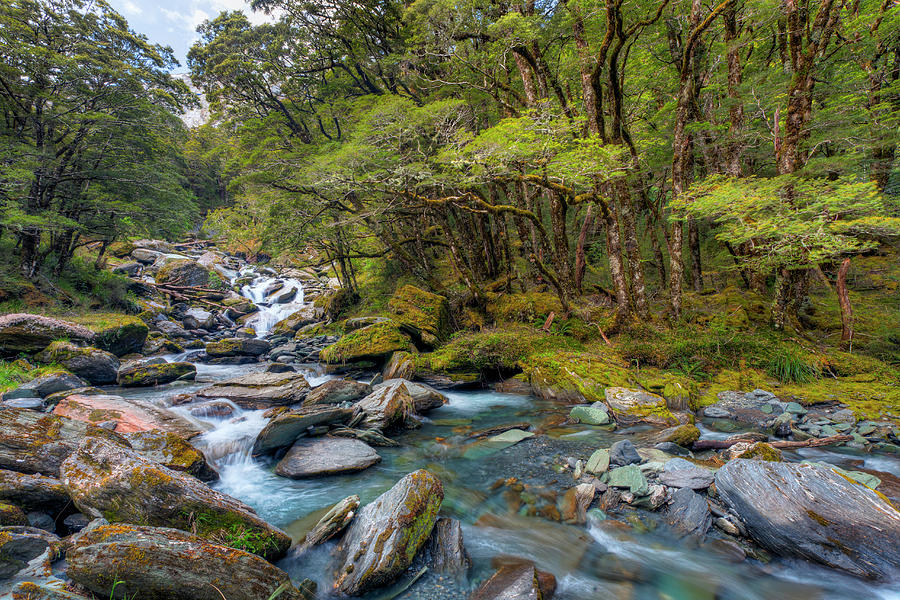 Mountain Stream In New Zealand Photograph