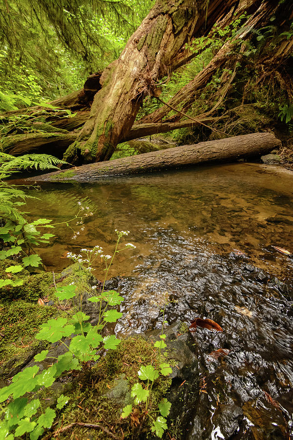 Mountain Stream Photograph by Mike Fusaro