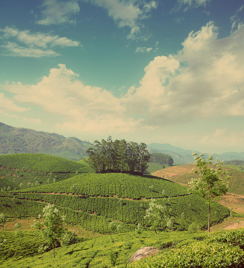 mountain tea plantation in India - vintage retro style Photograph by ...