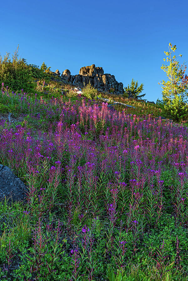 Mountain top garden. Photograph by Ulrich Burkhalter