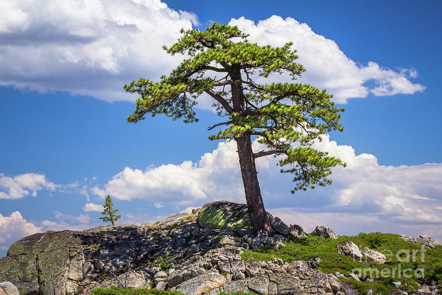 Mountain Top Tree Photograph by Vincent Bonafede