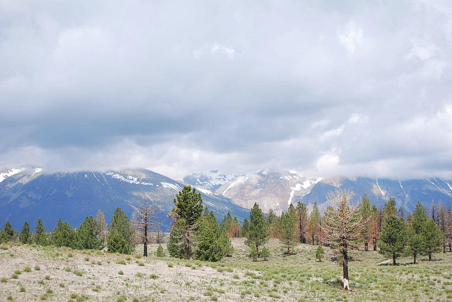 Mountain Treeline Photograph By Sharon Takade - Fine Art America