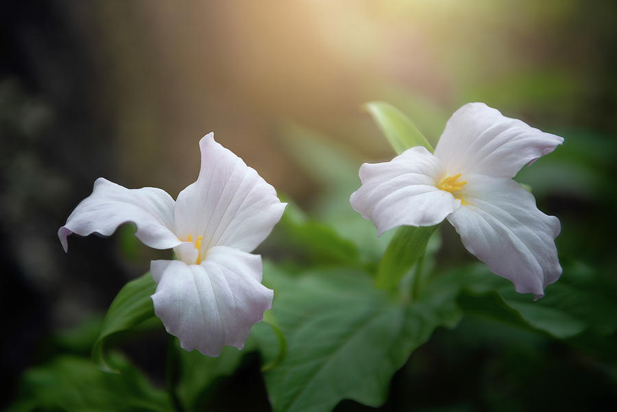 Mountain Trillium Photograph by Tommy White