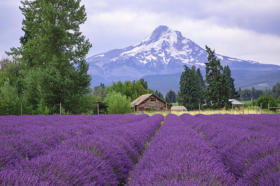 https://images.fineartamerica.com/images/artworkimages/mediumlarge/3/mountain-view-lavender-farm-pauline-hall.jpg