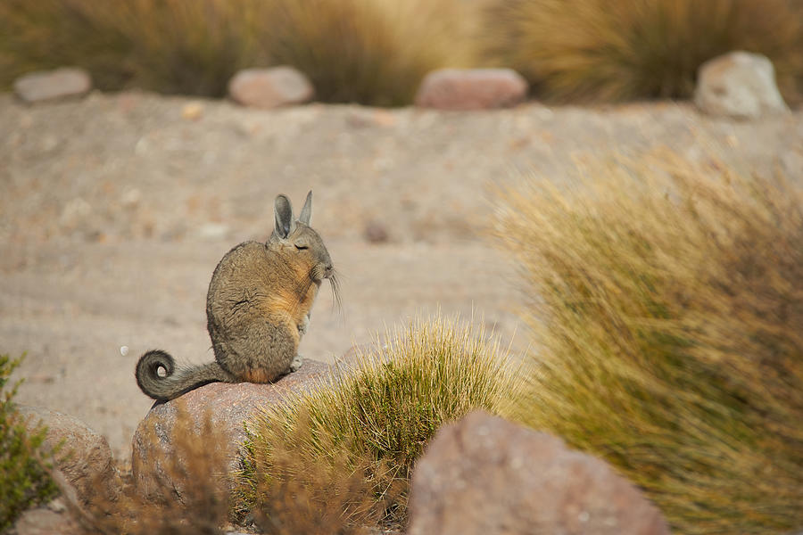 Mountain Viscacha Photograph by JeremyRichards
