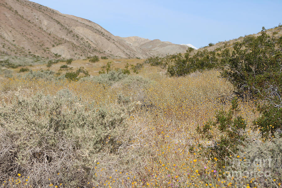 Mountain Wildflower Bloom Coachella Valley Wildlife Preserve Photograph by Colleen Cornelius