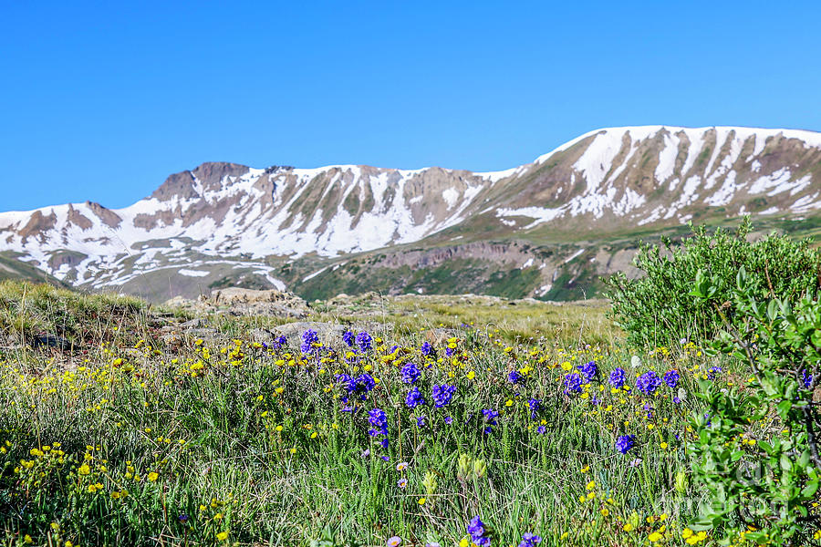 Mountain Wildflowers Photograph by Shirley Dutchkowski