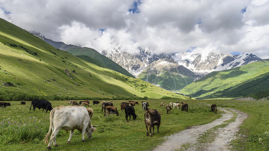 Mountainous landscape with black and white cows grazing, Georgia. Photograph by Mint Images
