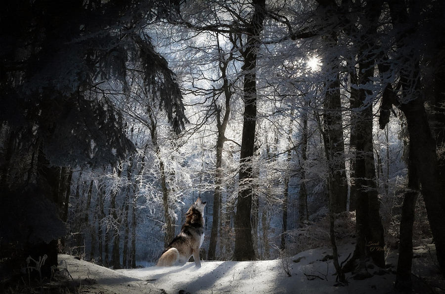 Mountainous Nighttime Snow Scene With Wolf Mixed Media by Sandi OReilly