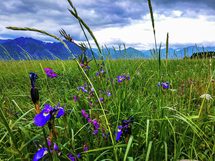 Mountains and Flowers Photograph by Earthly Desires