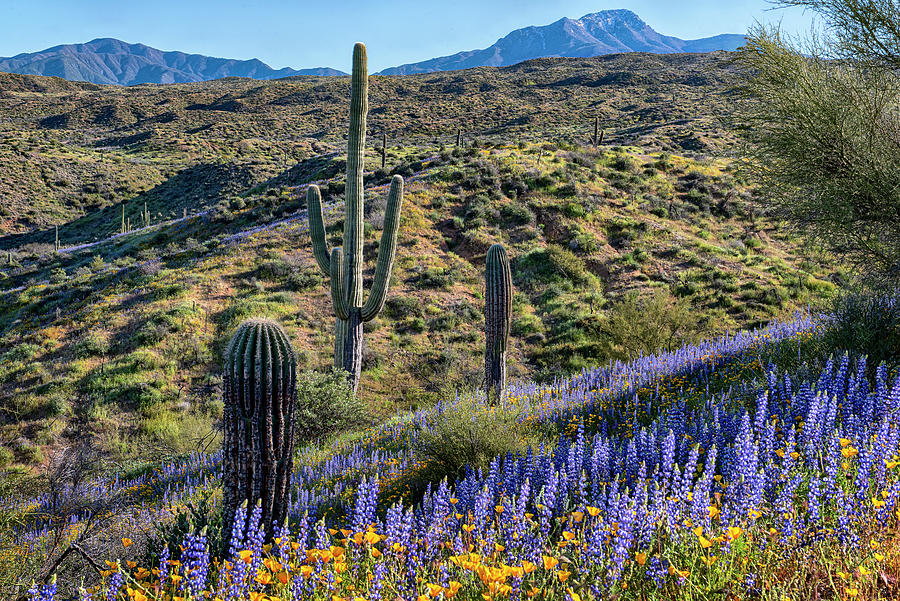 Mountains and Lupine in the Desert Photograph by Dave Dilli