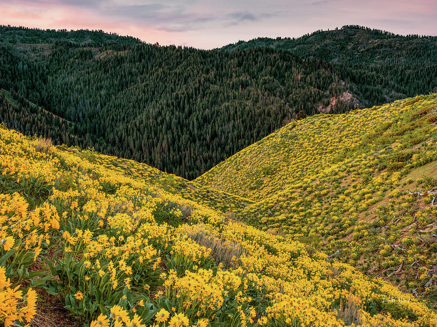 Mountains of Yellow Idaho 2 Photograph by Leland D Howard