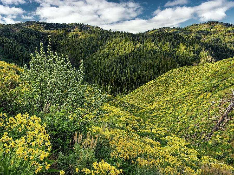 Mountains of Yellow Idaho Photograph by Leland D Howard