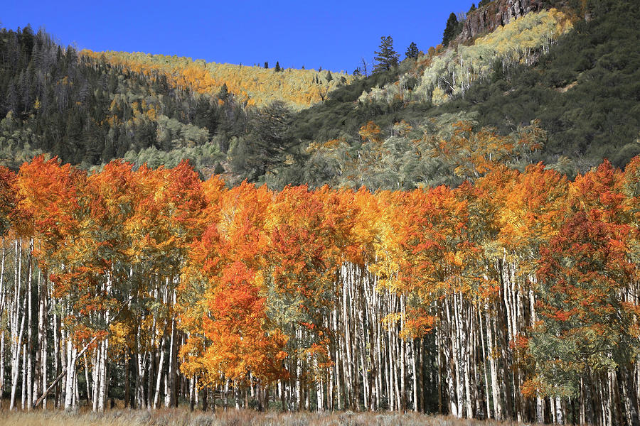 Mountainside Aspen Abstract Photograph by Donna Kennedy