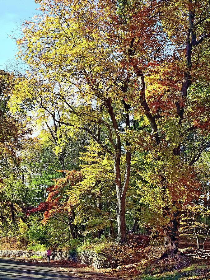 Mountainside NJ - Autumn Stroll Photograph by Susan Savad