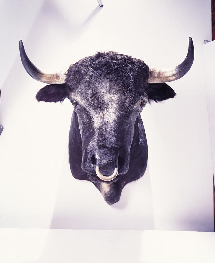 Mounted bulls head with nose ring Photograph by Hans Neleman