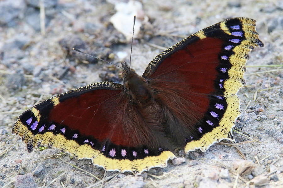 Mourning Cloak Butterfly Photograph by Brook Burling