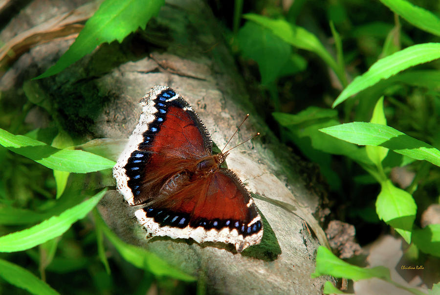 Mourning Cloak Butterfly Photograph by Christina Rollo