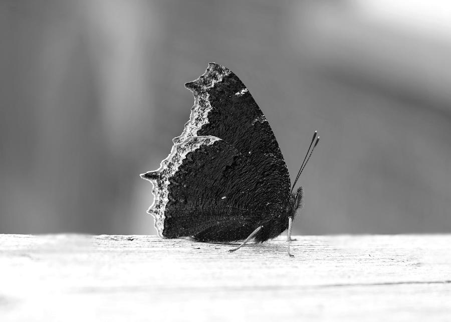 Mourning Cloak Butterfly Grayscale Photograph by Marlin and Laura Hum